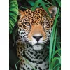 Clementoni Állatos Jaguar 500 db-os puzzle 