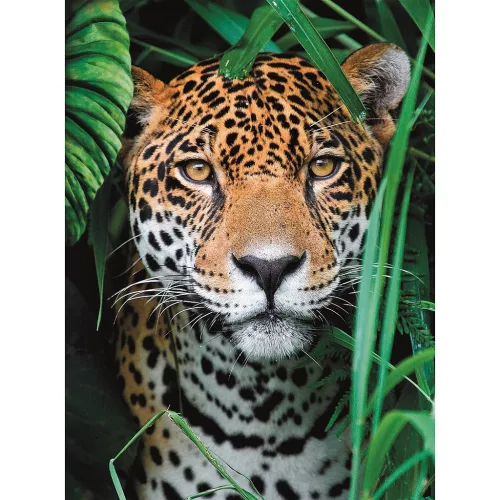 Clementoni Állatos Jaguar 500 db-os puzzle 