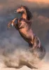 Clementoni Lovas Wild Stallion 500 db-os puzzle