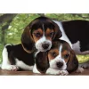 Clementoni Kutyás Beagles Close Together 500 db-os puzzle