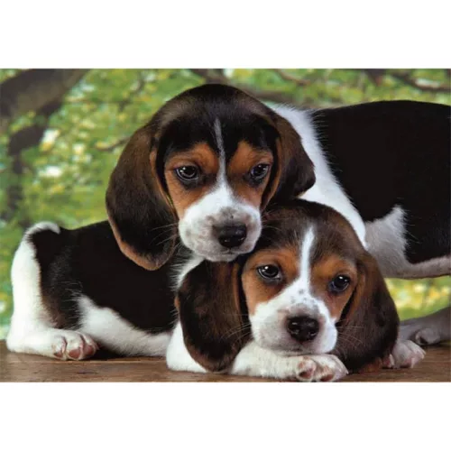 Clementoni Kutyás Beagles Close Together 500 db-os puzzle