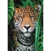 Clementoni Állatos Jaguar 500 db-os puzzle Compact 