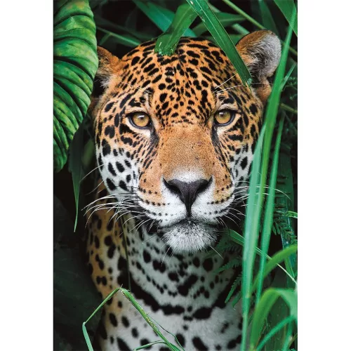 Clementoni Állatos Jaguar 500 db-os puzzle Compact 