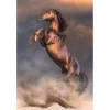Clementoni Lovas Wild Stallion 500 db-os Compact puzzle