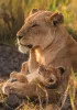 Clementoni Oroszlán Feline Love 500 db-os Compact puzzle