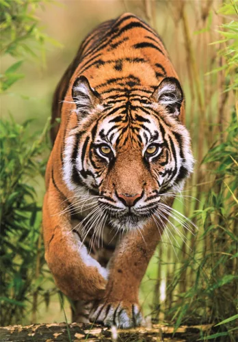 Clementoni Tigris Hunter's Path 1000 db-os Compact puzzle 
