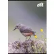 Füzet, tűzött, A4, vonalas, 80 lap, COOL BY VICTORIA "Birds"