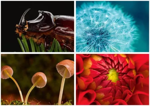 Naptár, fali, DAYLINER, "Macro Lens"