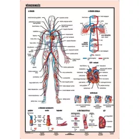 Tanulói munkalap, A4,  STIEFEL "Vérkeringés"