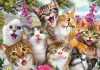 Macska szelfi, 500 db (58391) Katzen-Selfie  Cat Selfie