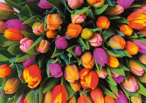 Tulpen (1000 db) (553943)  Tulipánok
