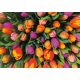 Tulpen (1000 db) (553943)  Tulipánok