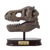 Tyrannosaurus koponya felfedező készlet BUKI