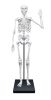 Összeépíthető emberi csontváz 85 cm-es BUKI