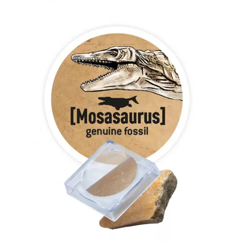 Dínó csontváz felfedező készlet Triceratops BUKI