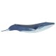 Kék bálna Safari