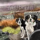 Képeslap Alex Clark borítékkal, 14x14 cm, Border Collie HB
