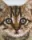 Pixelhobby  801327 Cica (10,1x12,7cm)