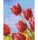 Pixelhobby  801332 Tulipánok  szett 12,7x10,1cm