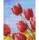 Pixelhobby  801332 Tulipánok  szett 12,7x10,1cm