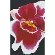 Pixelhobby  802008 Vörös-fehér orchidea szett (10,7x20,3cm)