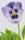 Pixelhobby  802052 Virág szett (12,7x20,3cm)