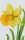 Pixelhobby  802054 Virág szett (12,7x20,3cm)