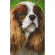 Pixelhobby  802095 Spániel szett (12,7x20,3cm)