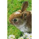 Pixelhobby  802098 Nyuszi  szett 12,7x20,3cm