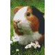 Pixelhobby  802099 Tengerimalac szett (12,7x20,3cm)
