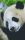 Pixelhobby  802100 Panda szett (12,7x20,3cm)