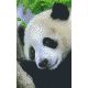 Pixelhobby  802100 Panda szett (12,7x20,3cm)