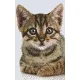 Pixelhobby  802104 Cica szett (12,7x20,3cm)