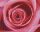 Pixelhobby  804014 Rózsaszín rózsa (25,4x20,3cm) 4 alaplapos szett