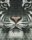 Pixelhobby  804130 Fehér tigris (20,3x25,4cm)