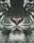 Pixelhobby  804130 Fehér tigris (20,3x25,4cm)
