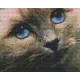Pixelhobby  804237 Macska (25,4x20,3cm) 4 alaplapos szett