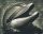 Pixelhobby  804268 Fekete fehér delfin (25,4x20,3cm) 4 alaplapos szett
