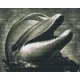 Pixelhobby  804268 Fekete fehér delfin (25,4x20,3cm) 4 alaplapos szett