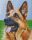 Pixelhobby  804428 Juhász kutya (20,3x25,4cm) 4 alaplapos szett