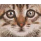 Pixelhobby  804439 Kis cica (25,4x20,3cm) 4 alaplapos szett