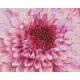 Pixelhobby  804450 Virág (25,4x20,3cm) 4 alaplapos szett