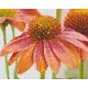 Pixelhobby  804453 Virág (25,4x20,3cm) 4 alaplapos szett