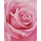 Pixelhobby  804459 Rózsa (25,4x20,3cm) 4 alaplapos szett