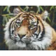 Pixelhobby  804460 Tigris (25,4x20,3cm) 4 alaplapos szett