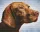 Pixelhobby  804466 Vizsla  (25,4x20,3cm) négy alaplapos szett