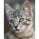 Pixelhobby  804467 Cica (25,4x20,3cm) 4 alaplapos szett