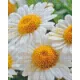 Pixelhobby  804471 Virág (25,4x20,3cm) 4 alaplapos szett