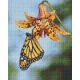 Pixelhobby  804476 Pillangó (25,4x20,3cm) 4 alaplapos szett