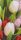 Pixelhobby  806139 Tulipánok szett 6 alaplapos  (20,3x38,1cm)